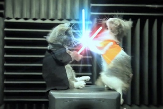 Jedi Kittens-Los gatitos de Star Wars