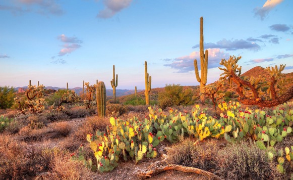 Escenas-El Sonido Mamalón-Repaso de rituales sonideros, campo y poesía (por Jorge Moratto  – registro de escenas musicales subterráneas)